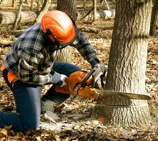 Tree Removal in Jeffrey, WV